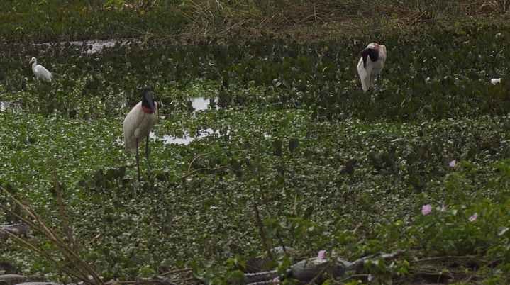 Jabiru2