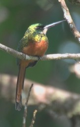 Jacamar, Rufous-tailed 1