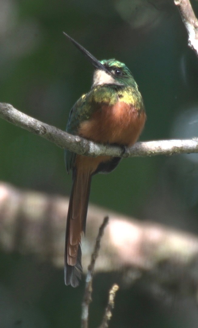 Jacamar, Rufous-tailed 2