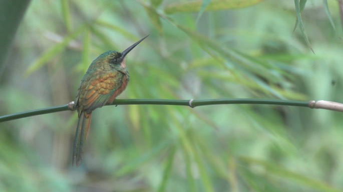 Jacamar, Rufous-tailed