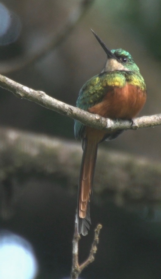 Jacamar, Rufous-tailed 3