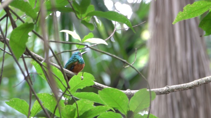 Jacamar, Rufous-tailed (Belize 2021) b