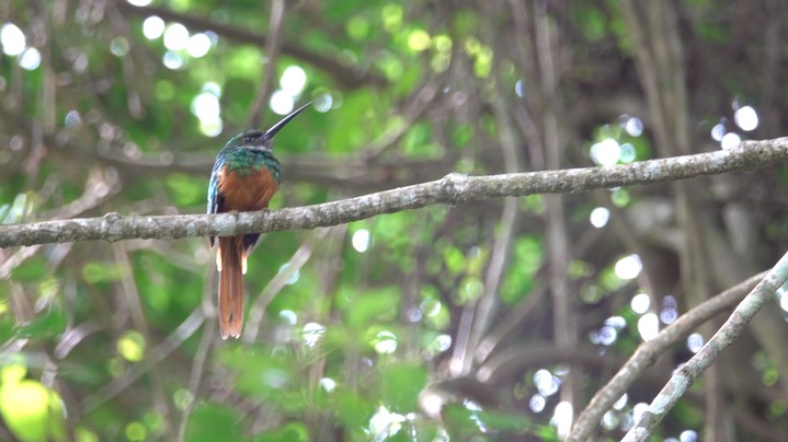 Jacamar, Rufous-tailed (Belize 2021) a