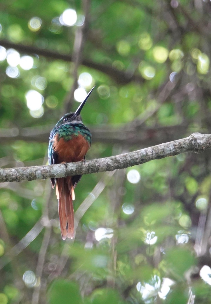 Jacamar, Rufous-tailed. Galbula ruficauda2