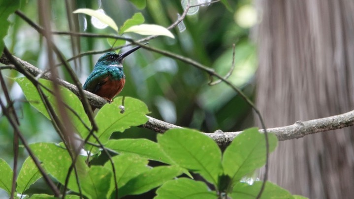 Jacamar, Rufous-tailed. Galbula ruficauda