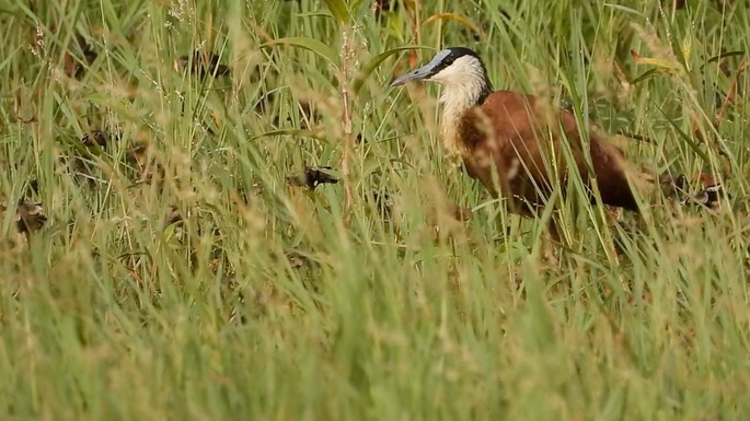 Jacana, African 1