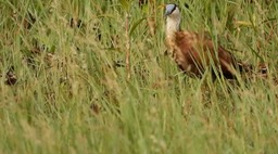 Jacana, African 2