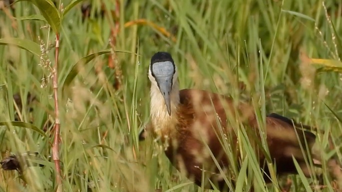 Jacana, African 3