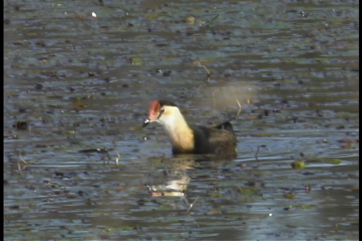 Jacana, Comb-crested 1