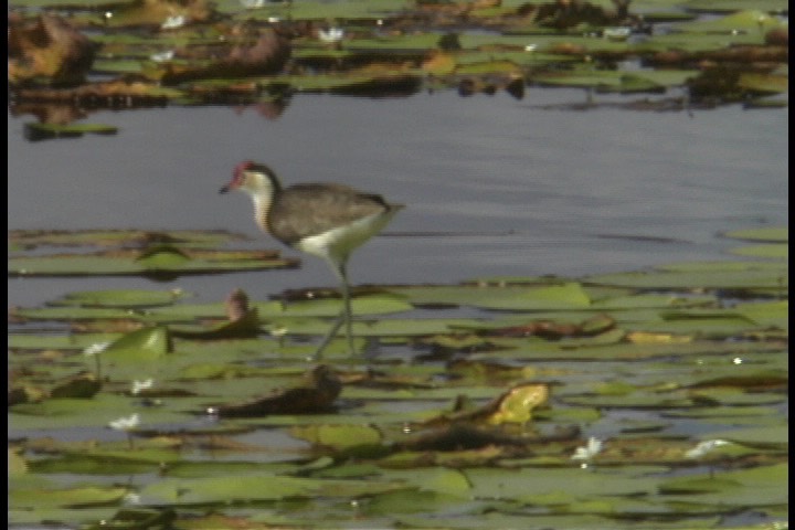 Jacana, Comb-crested 1