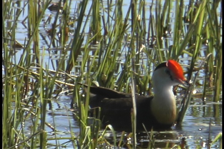 Jacana, Comb-crested 2