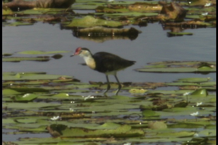 Jacana, Comb-crested 2