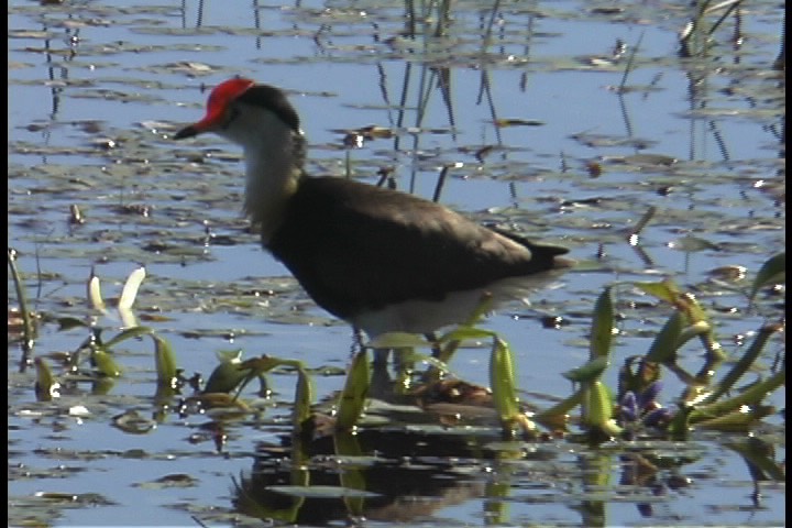 Jacana, Comb-crested 5