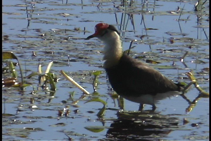 Jacana, Comb-crested 6