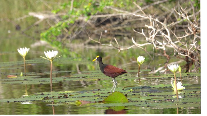 Jacana, Northern (Belize 2021) c