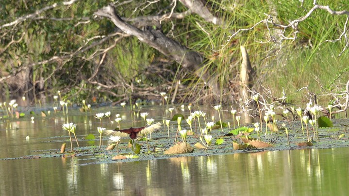 Jacana, Northern (Belize 2021) a