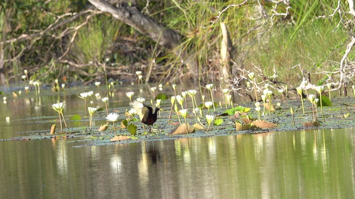 Jacana, Northern (Belize 2021)b