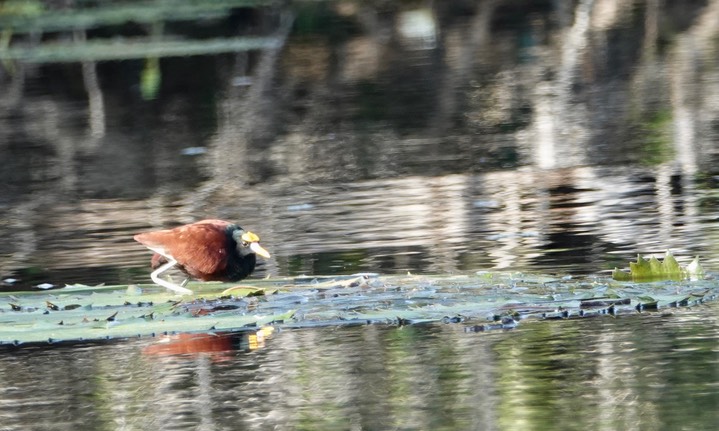 Jacana, Northern. Jacana spinosa2