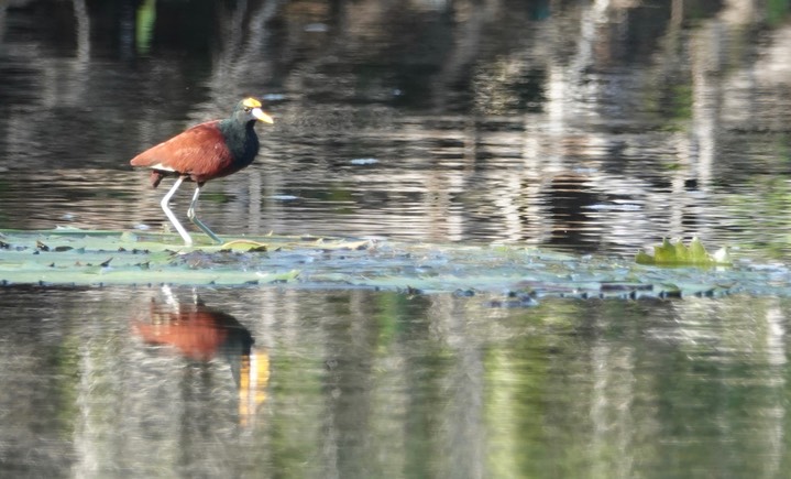 Jacana, Northern. Jacana spinosa