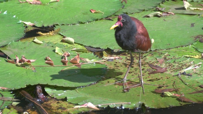 Jacana, Wattled 1