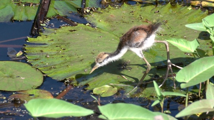 Jacana, Wattled 2