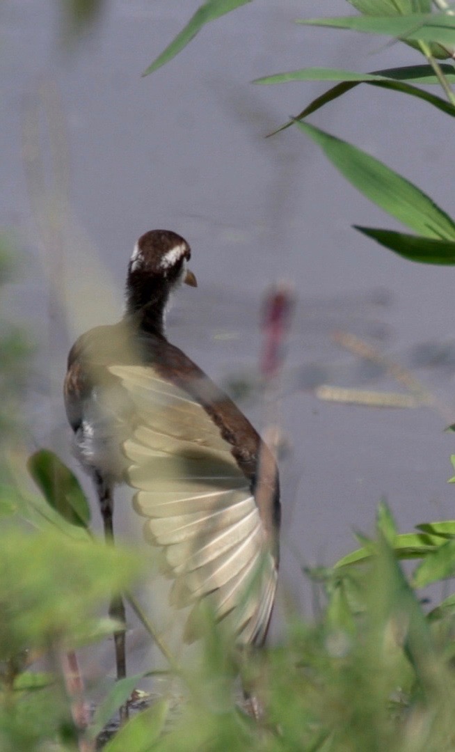 Jacana, Wattled