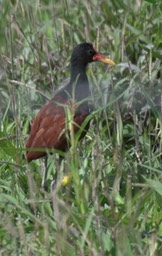 Jacana, Wattled 3