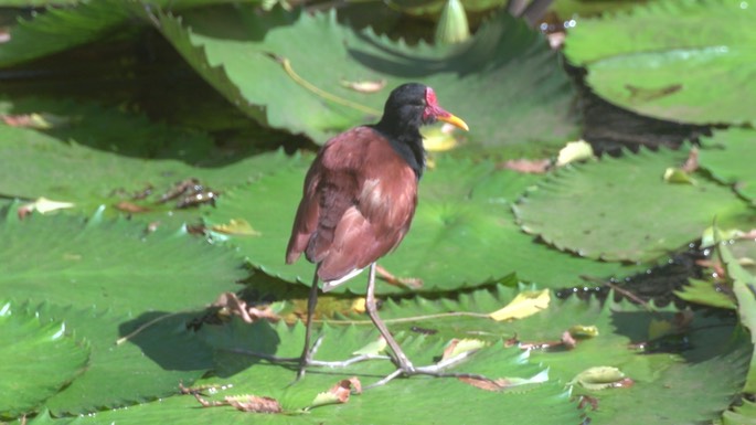 Jacana, Wattled 4