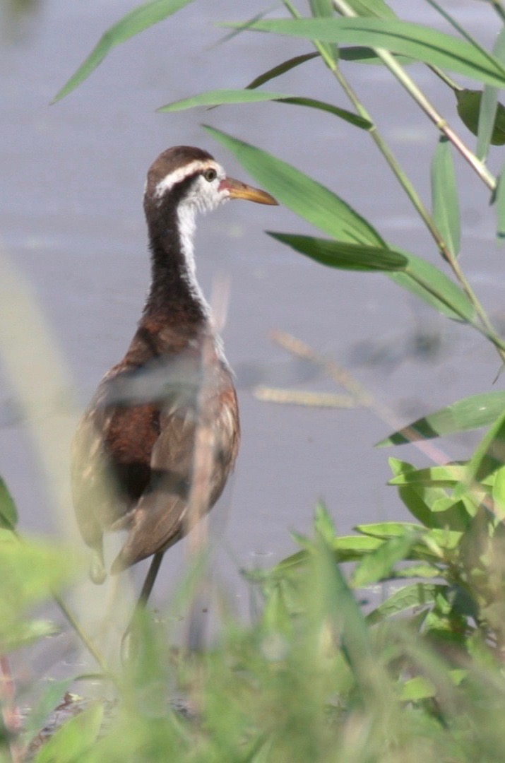 Jacana, Wattled 5