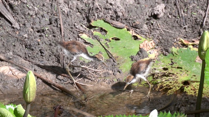 Jacana, Wattled 7