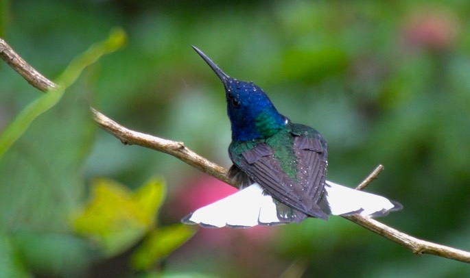 Jacobin, White-necked 1