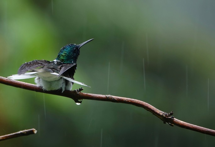 Jacobin, White-necked 18-1