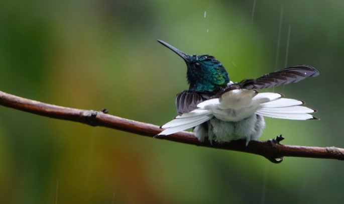 Jacobin, White-necked 18-2