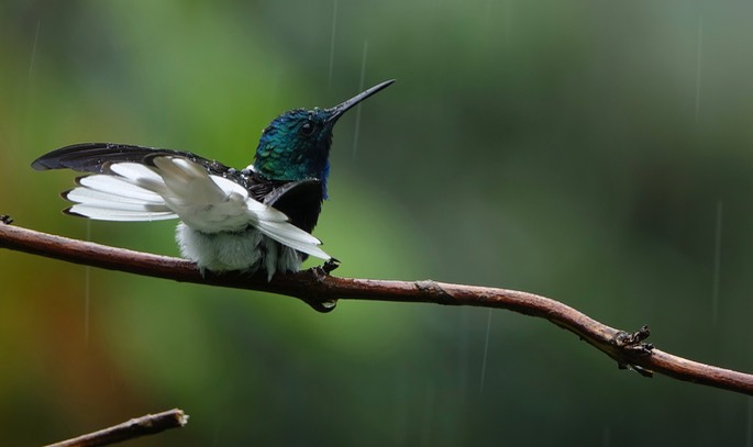 Jacobin, White-necked 18-3