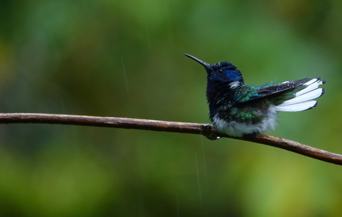 Jacobin, White-necked 18-4