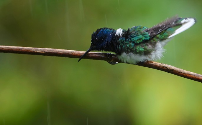 Jacobin, White-necked 18-5