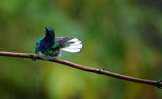 Jacobin, White-necked 18-6