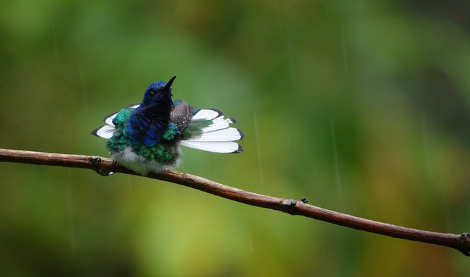 Jacobin, White-necked 18-8