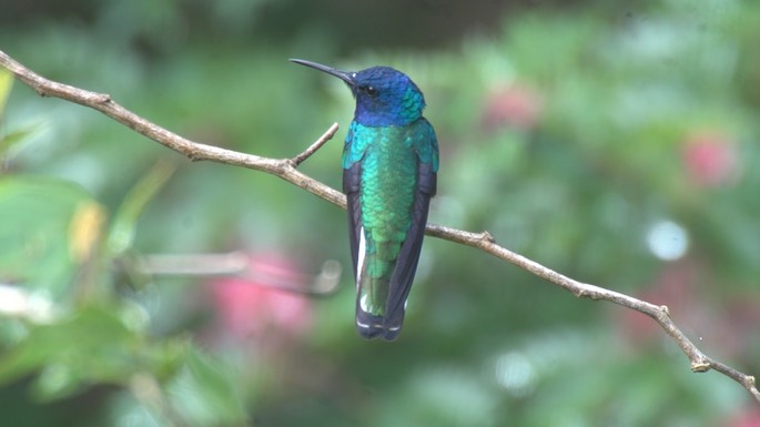 Jacobin, White-necked