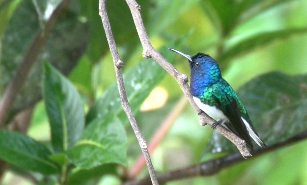 Jacobin, White-necked 3