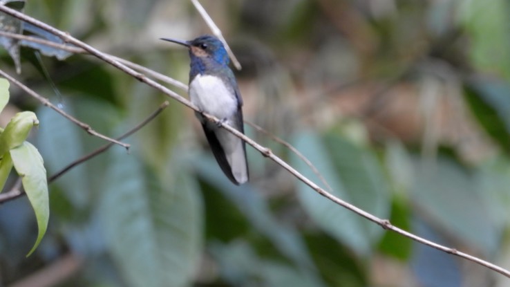 Jacobin, White-necked (Cerro Montezuma, Colombia) 1