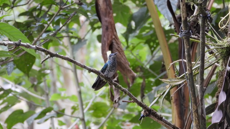 Jacobin, White-necked (Cerro Montezuma, Colombia) 4