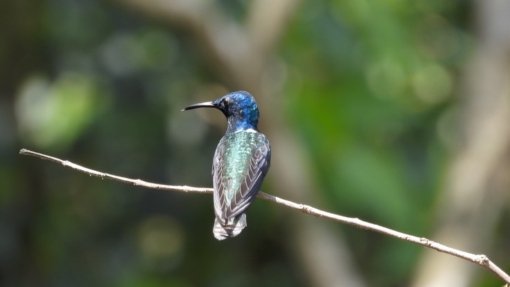 Jacobin, White-necked (Cerro Montezuma, Colombia) 6