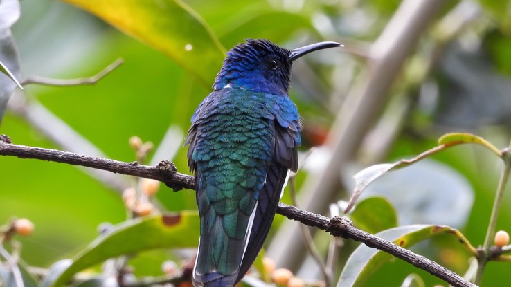 Jacobin, White-necked (Cerro Montezuma, Colombia) 7