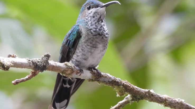 Jacobin, White-necked (Cerro Montezuma, Colombia) 5