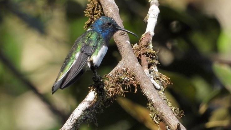 Jacobin, White-necked (Cerro Montezuma, Colombia) 2