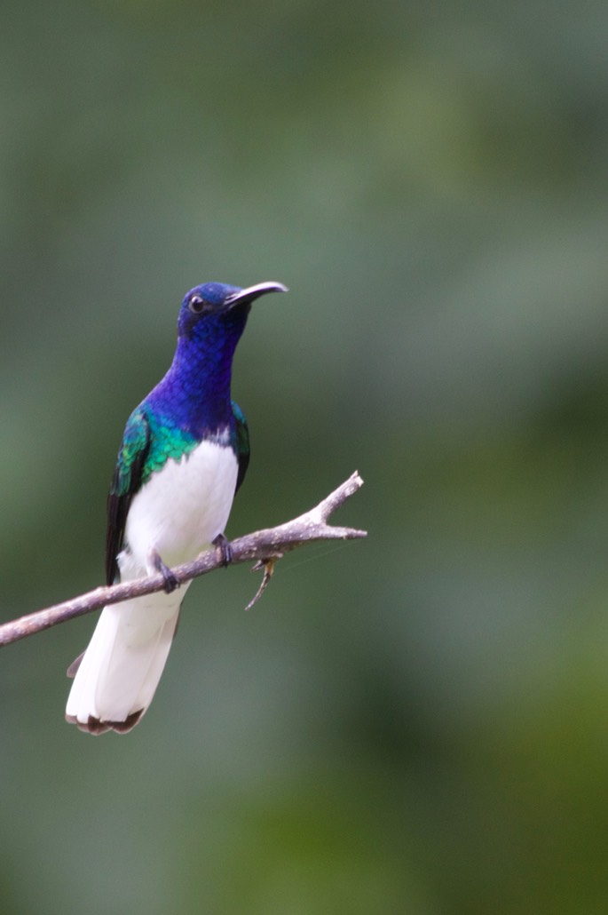 Jacobin, White-necked10