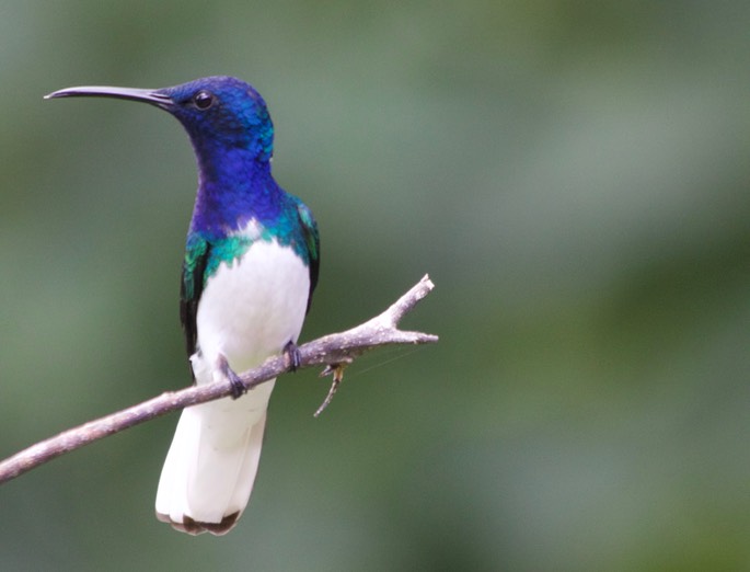 Jacobin, White-necked11