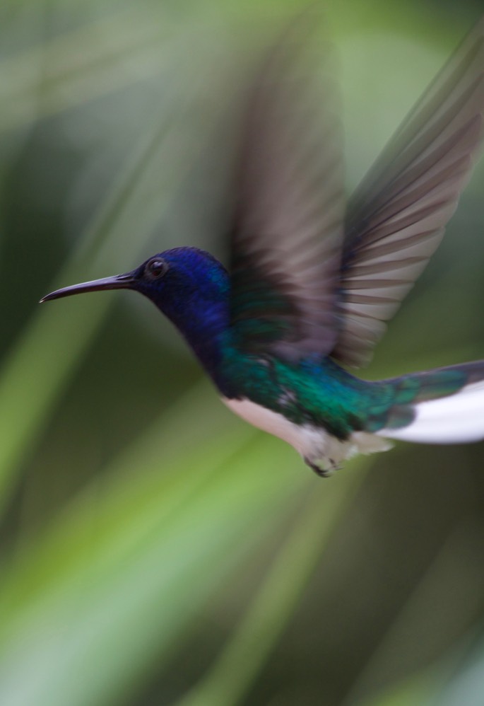 Jacobin, White-necked2