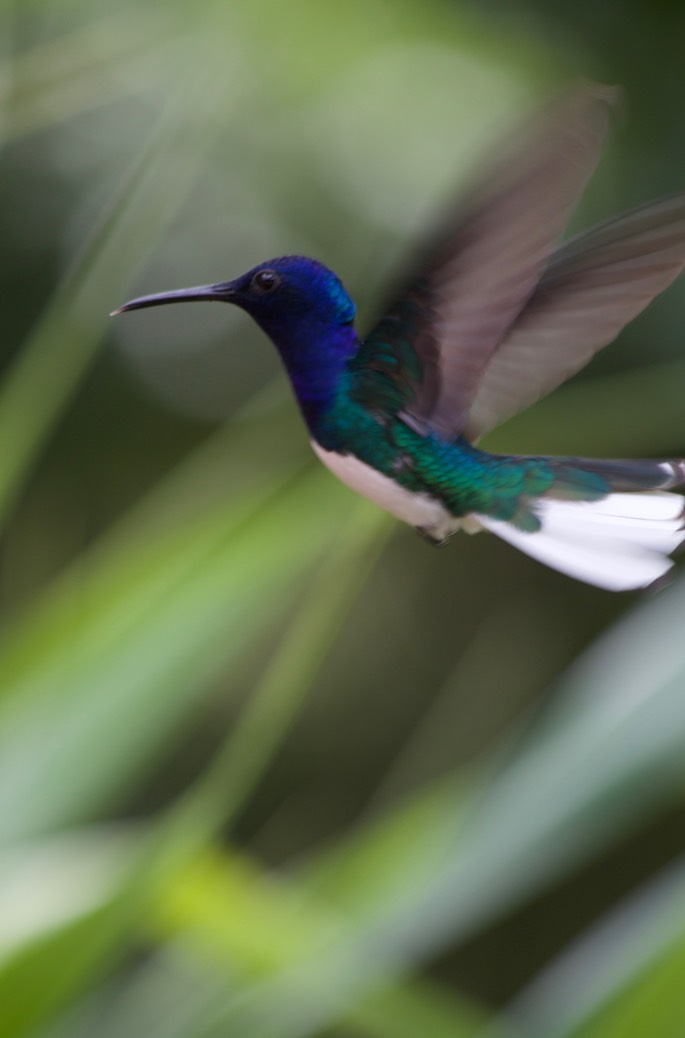 Jacobin, White-necked3